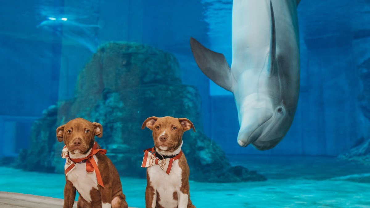 Pet Photo Sessions at CMA Visit St Petersburg Clearwater Florida