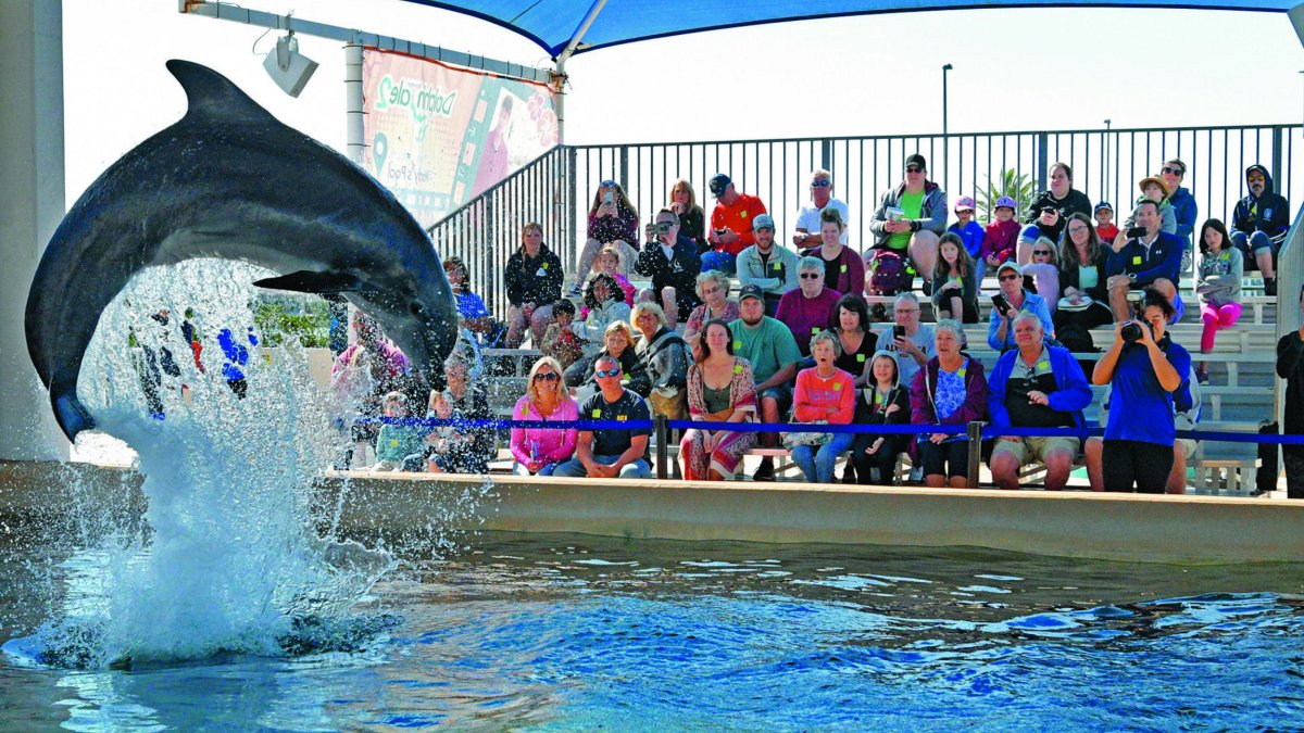 Dolphin leaps out of the pool as crowd in grandstand watches.