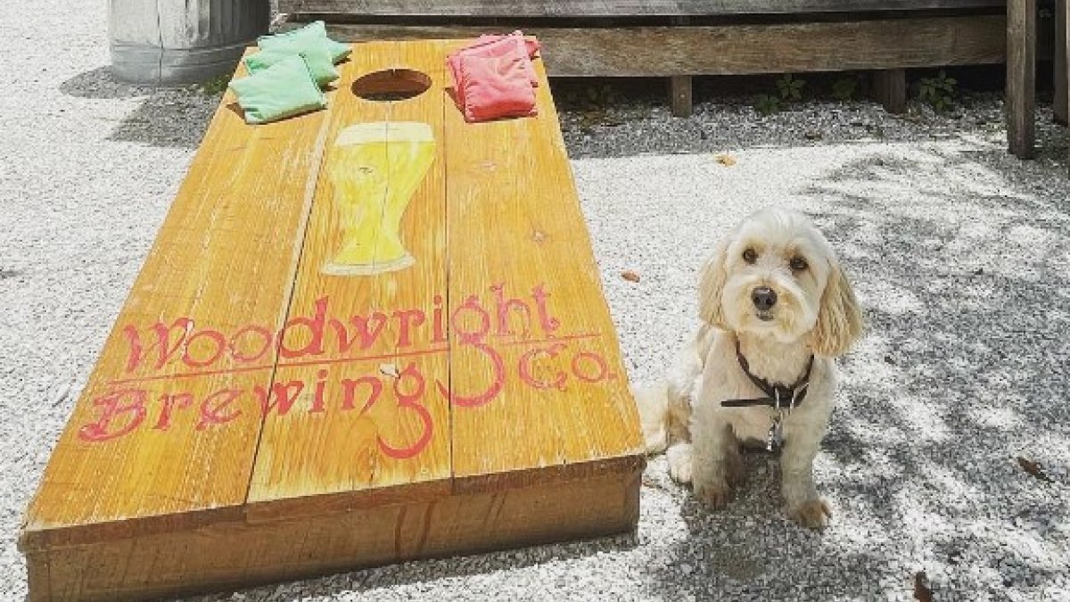 Dog sitting next to cornhole game