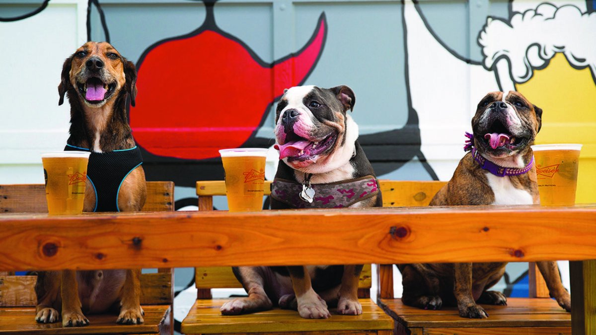 Three dogs sit at a bar with beer in front of them