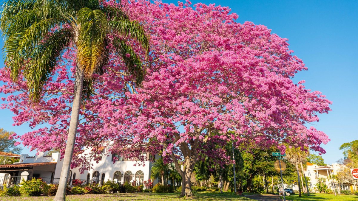 the pink trumpet tree in full bloom in front of a Mediterranean style house on Coffee Pot Blvd. in St. Pete