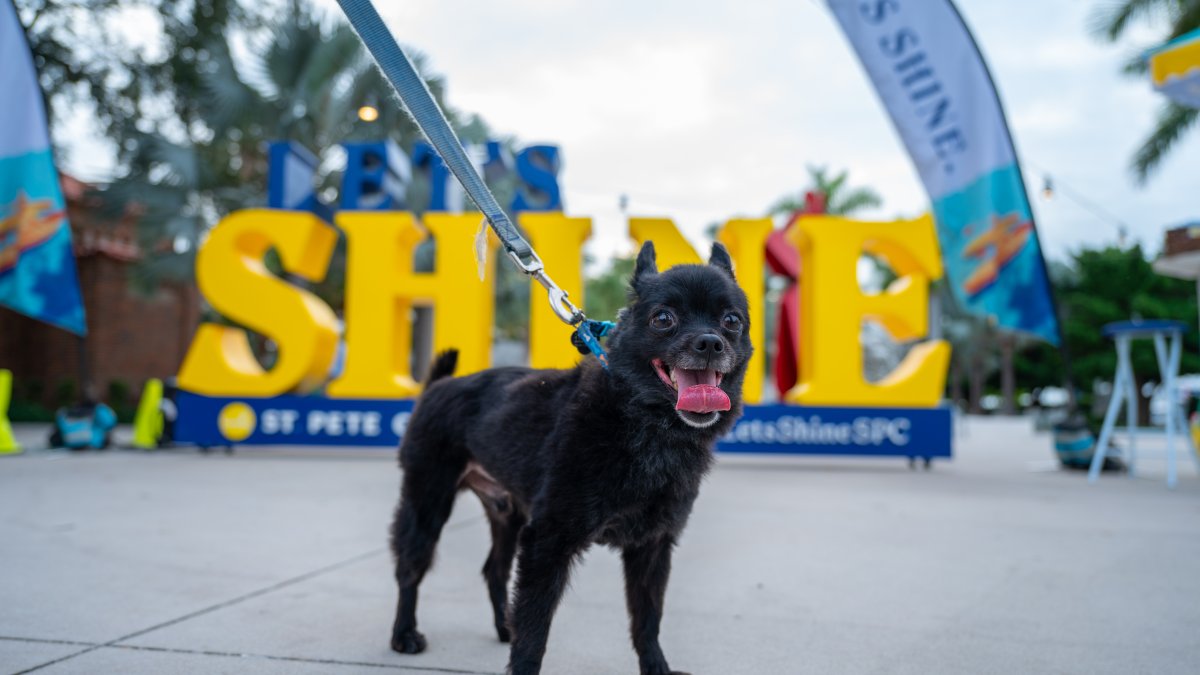 Dog standing in front of Let's Shine sign