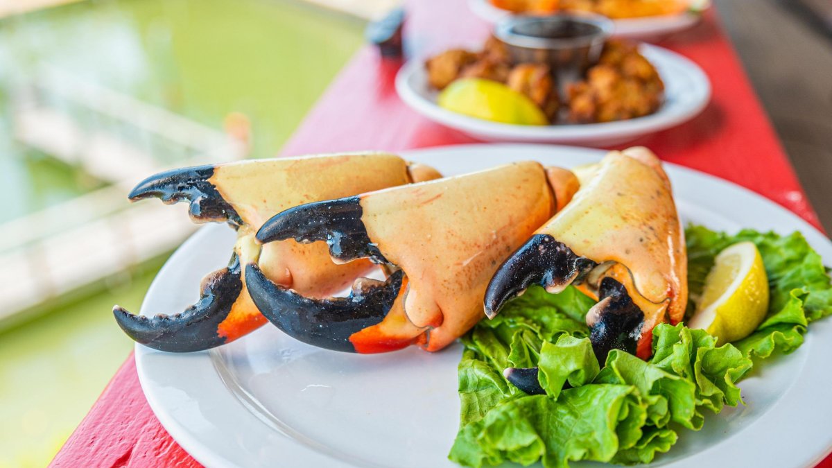 Cooked stone crab claws on a plate with lettuce garnish