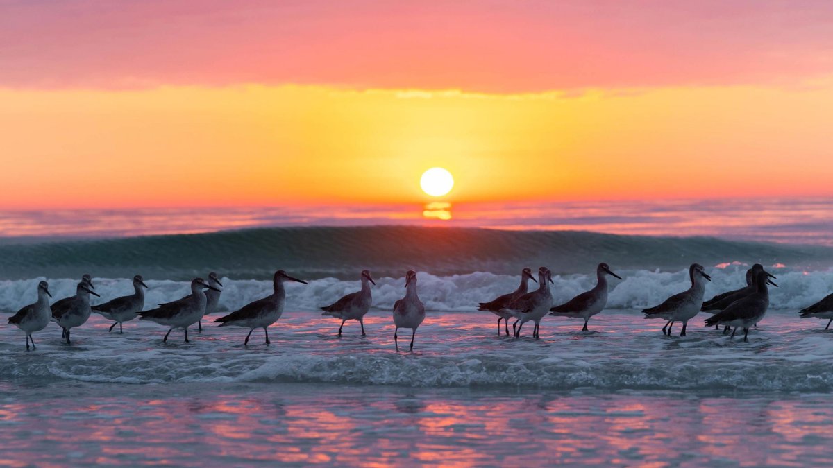 Seabirds line the beach at sunset