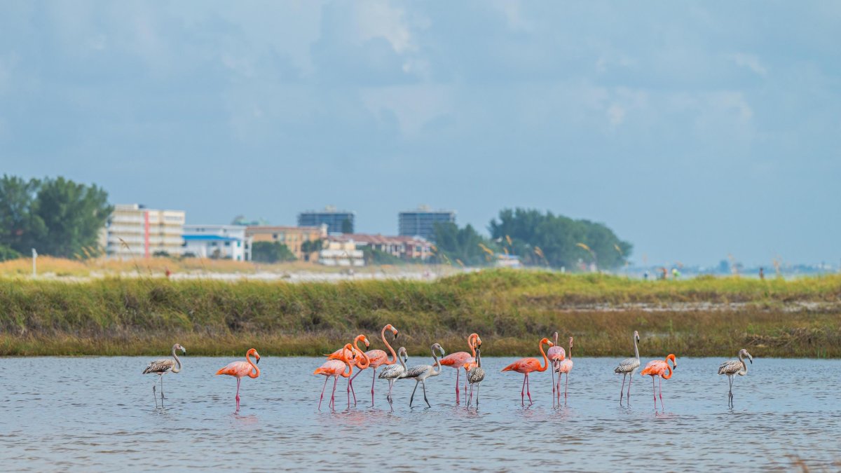 a flock of pink adult flamingos and gray juveniles stand in the water on Treasure Island