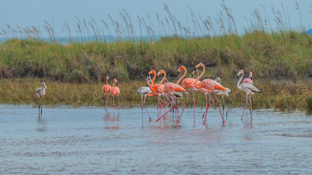 A flock of wild flamingos wades in front of sea oats.