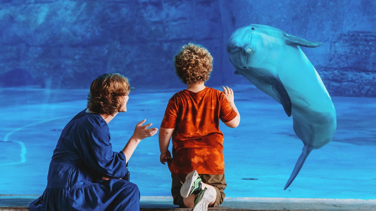 a woman in a blue dress with a small child look at a dolphin in a large tank at Clearwater Marine Aquarium