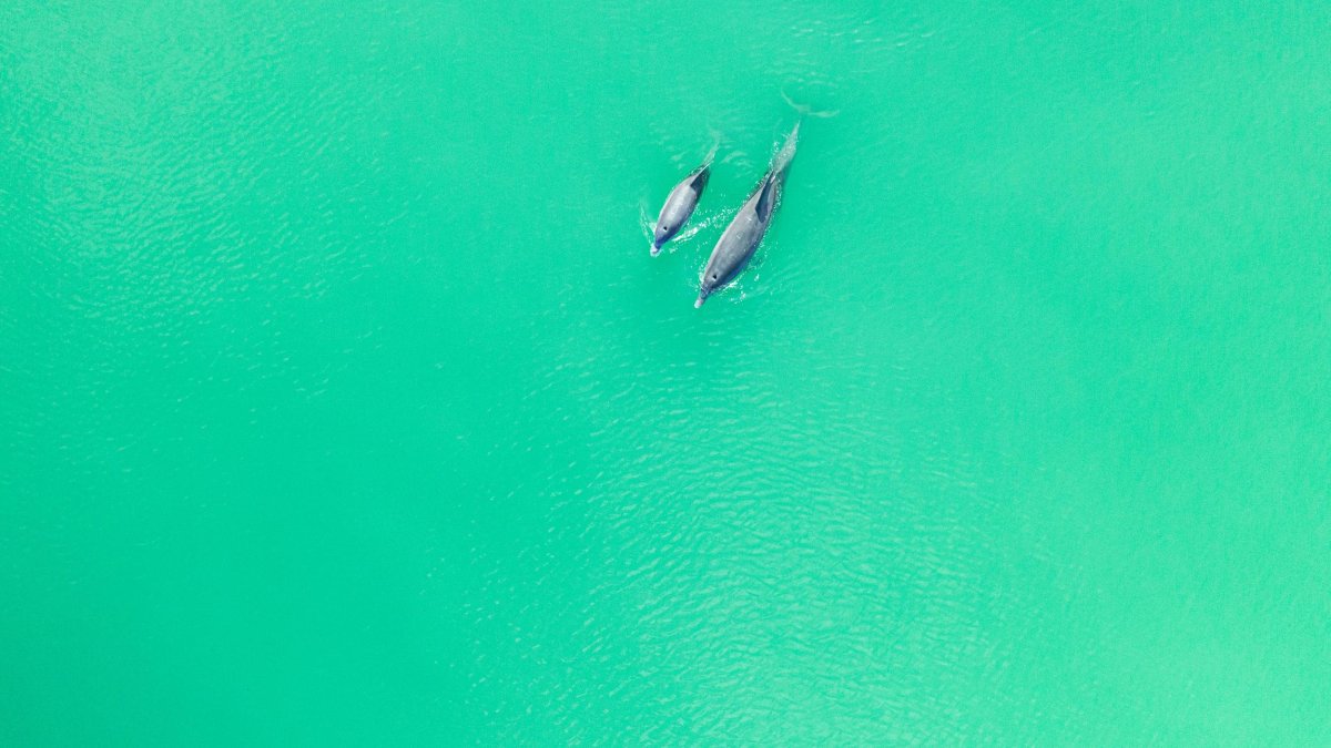 a drone image of a mother and baby dolphin swimming in bright green water