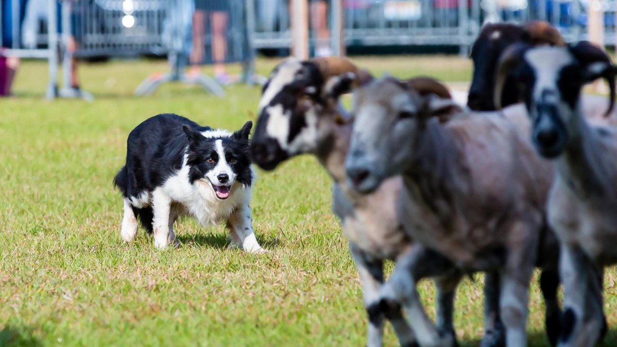 Dog hearding sheep at the Dunedin Highland Games & Festival