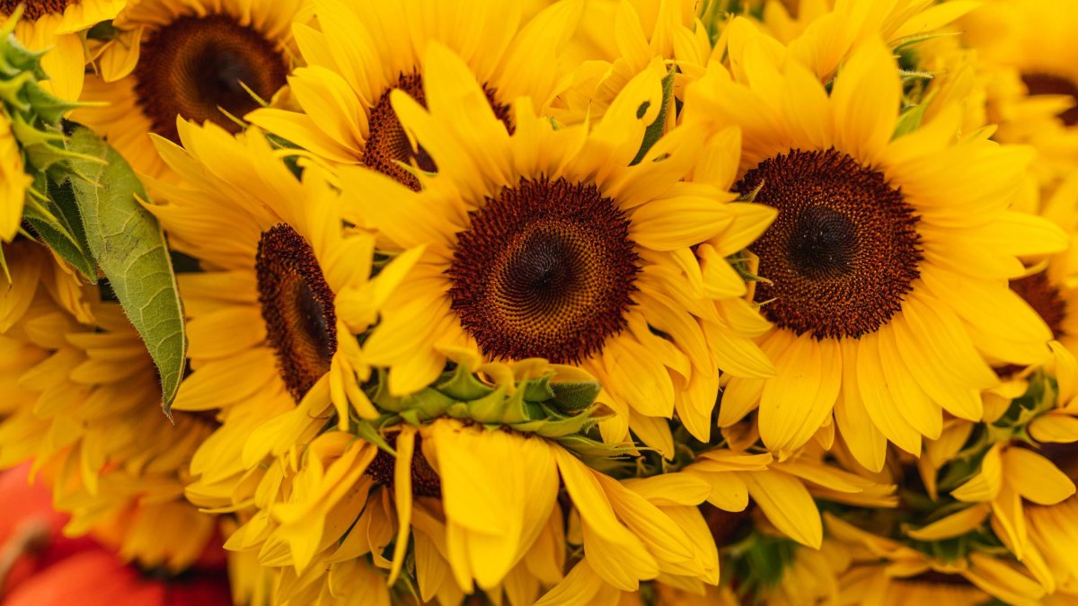 vibrant yellow sunflowers resting on top of pumpkins