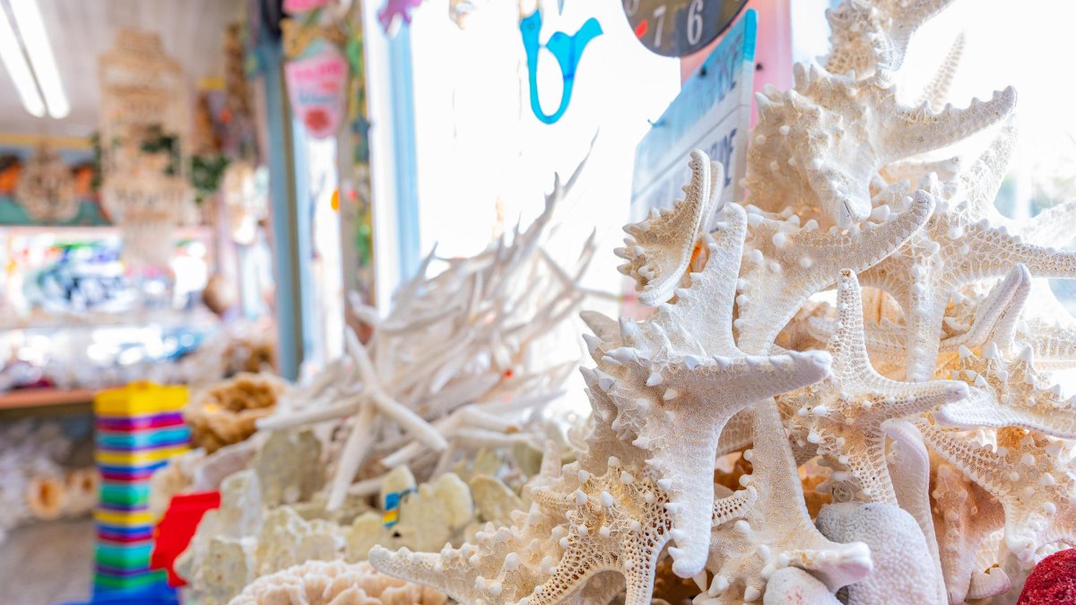 A souvenir shop with starfish and other sea shells on display