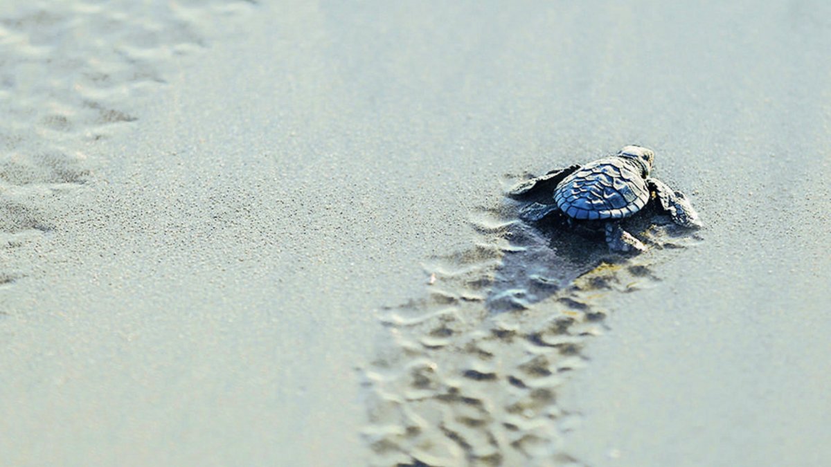 Baby Loggerhead Sea Turtle
