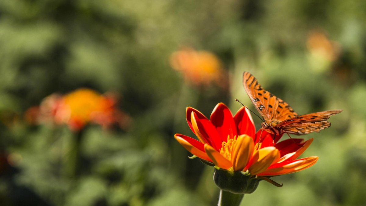 an orange butterfly on a red flower shaped like a daisy