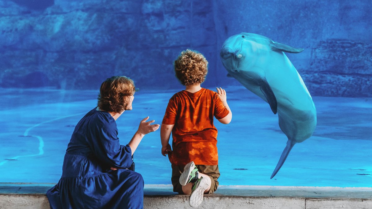 A child at Clearwater Marine Aquarium points at a dolphin