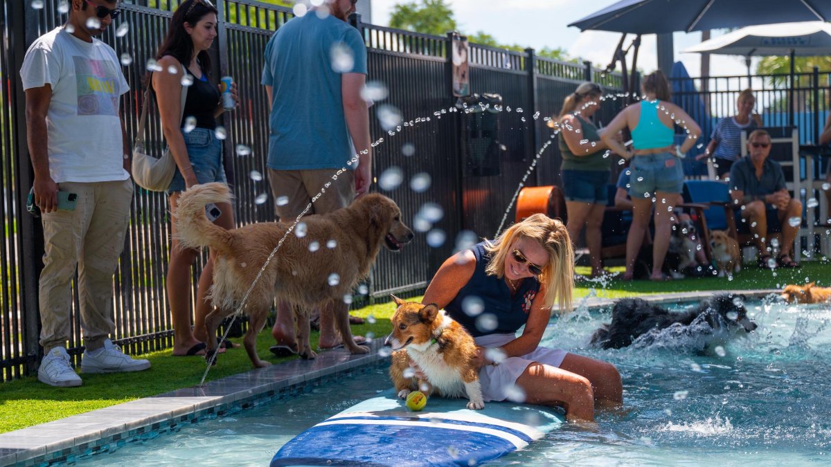 A group of people and dogs gather around an outdoor pool and tables
