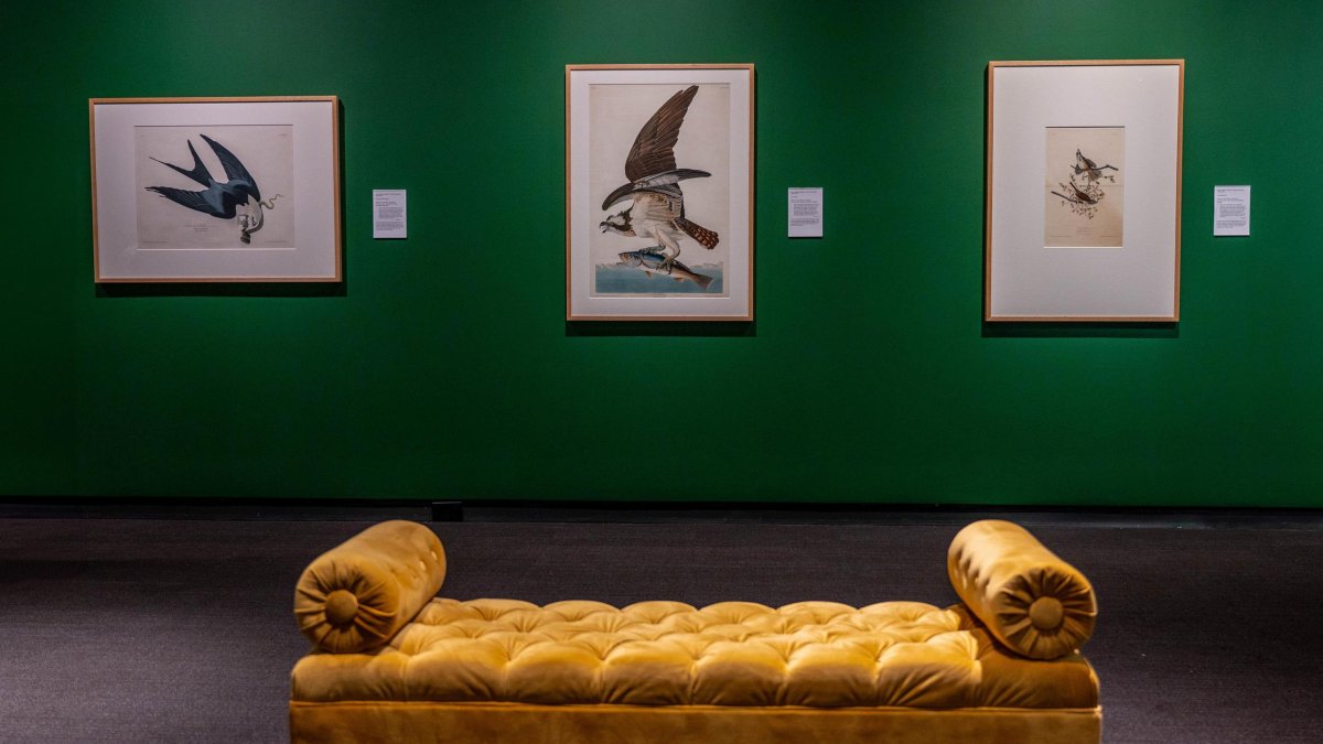 Couch and Birds of America prints at MFAStPete