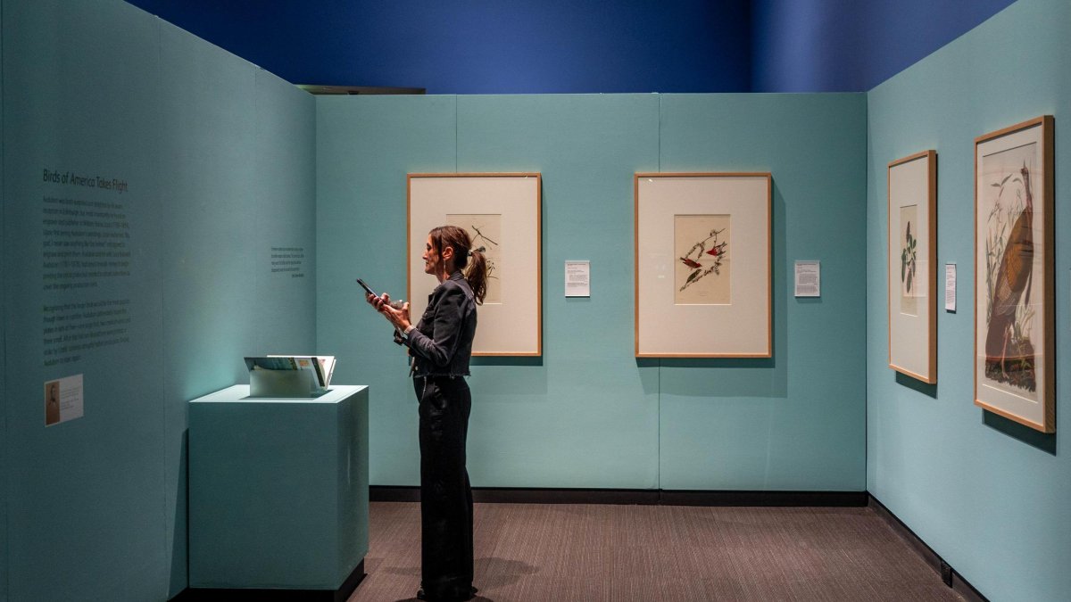 Woman taking picture at the Birds of America Exhibit at MFAStPete