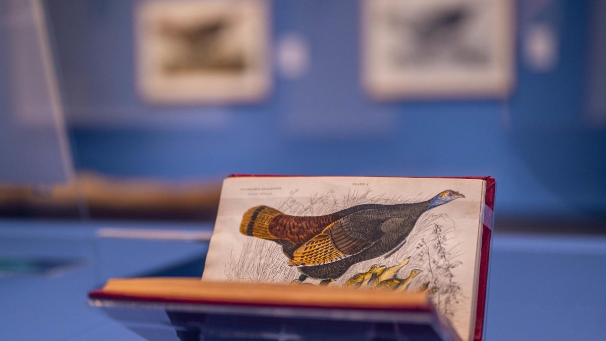 Birds of America book at MFAStPete