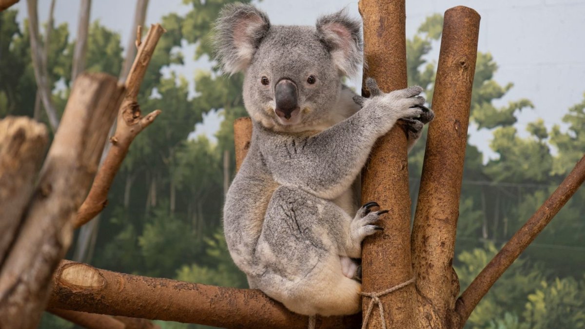 grey koala bear sitting on tree branch at zootampa at lowry park.