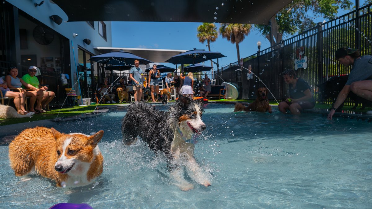 dog running in water