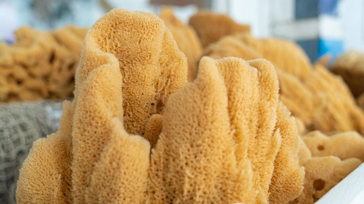 a shop counter displaying a variety of natural sponges