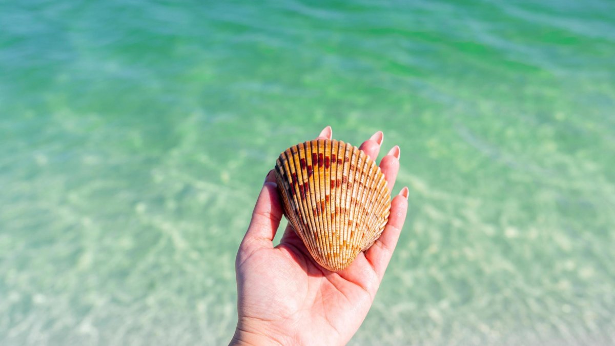a person's hand holding a large cockle shell near clear green water