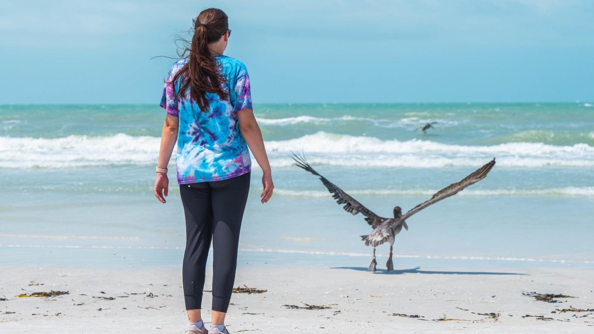 a woman stands near a pelican that's been rehabilitated and now released from Seaside Seabird Sanctuary