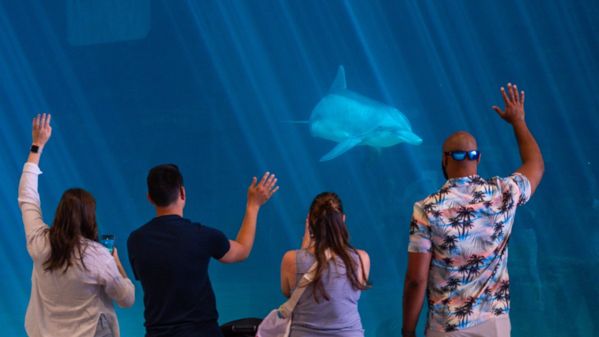 four adults stand in front of a huge viewing window as a dolphin swims by at Clearwater Marine Aquarium