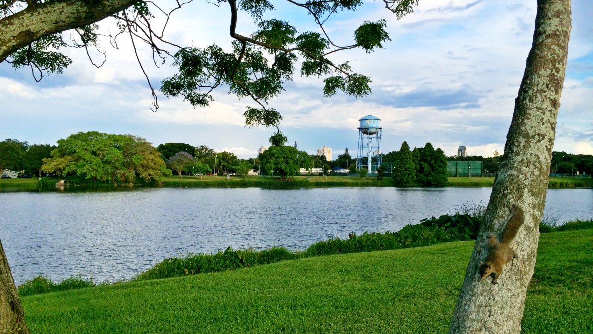 a view of a grassy area and Crescent Lake with a water tower in the far distance; a squirrel is climbing on a palm tree