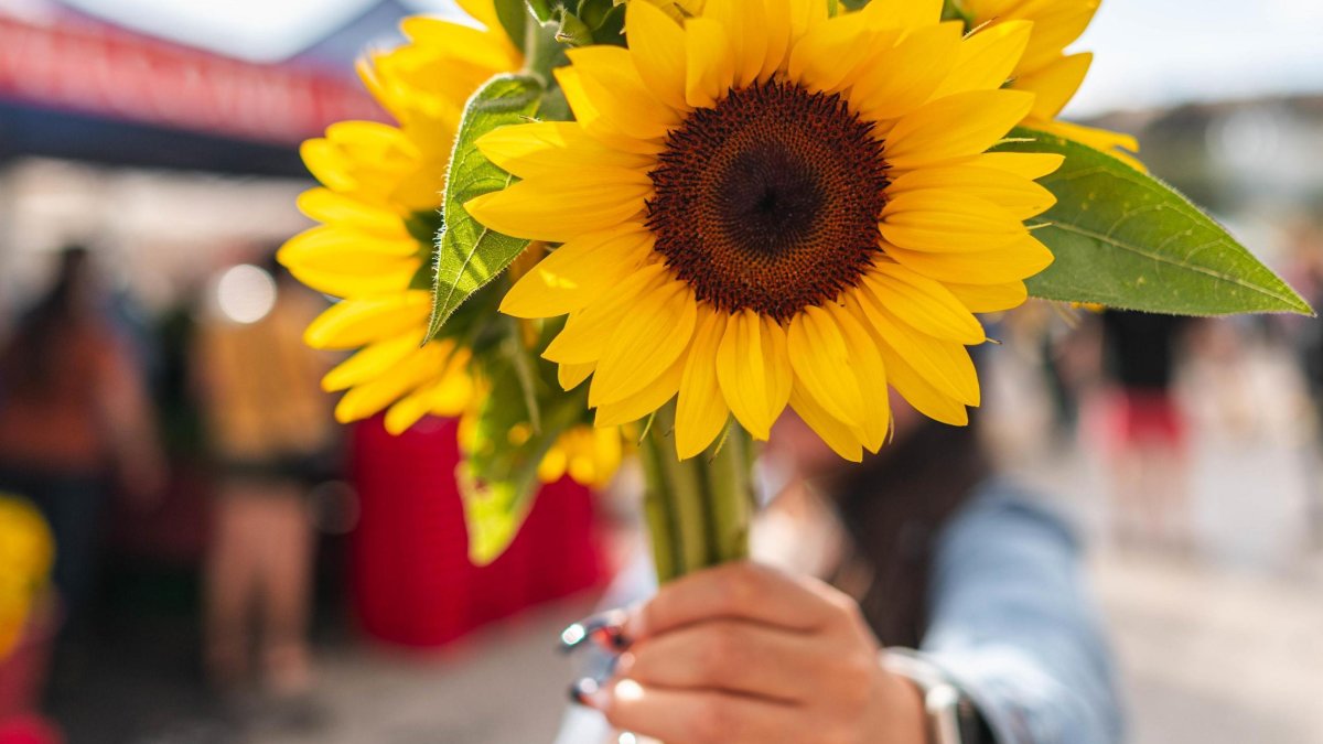 Events This Month | Visit St Petersburg Clearwater Florida