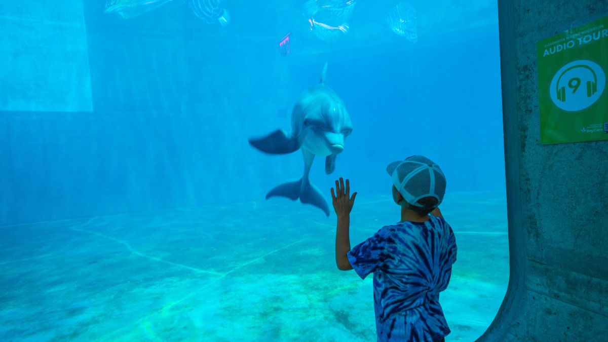 boy looking at dolphin