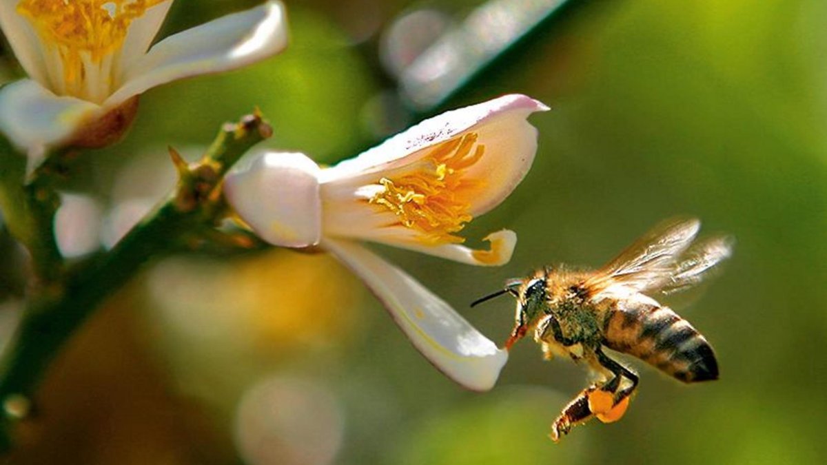 a honeybee flies up to a white flower