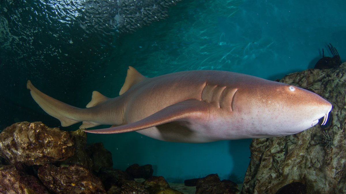 Clearwater Marine Aquarium 6
