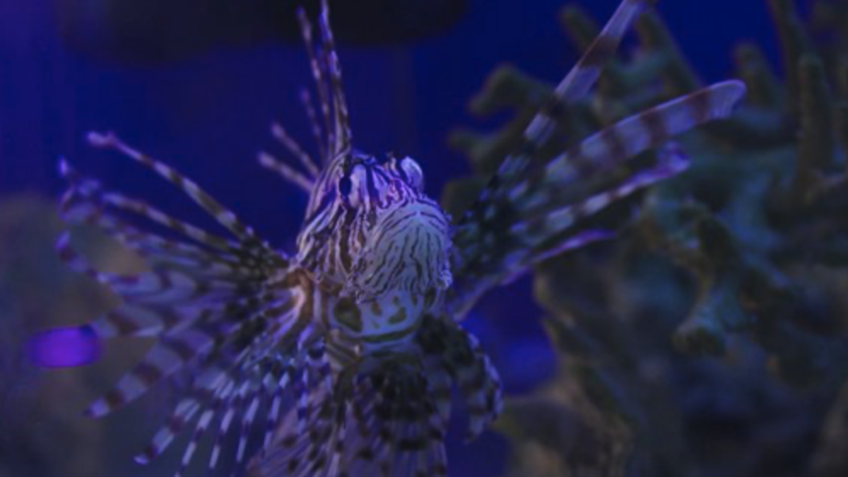 New Wildlife Discovery Center 4