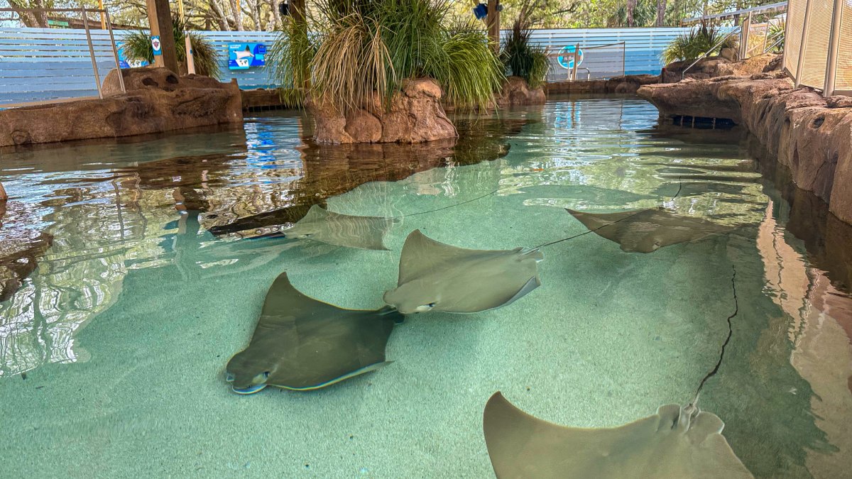 ZooTampa Stingray 2