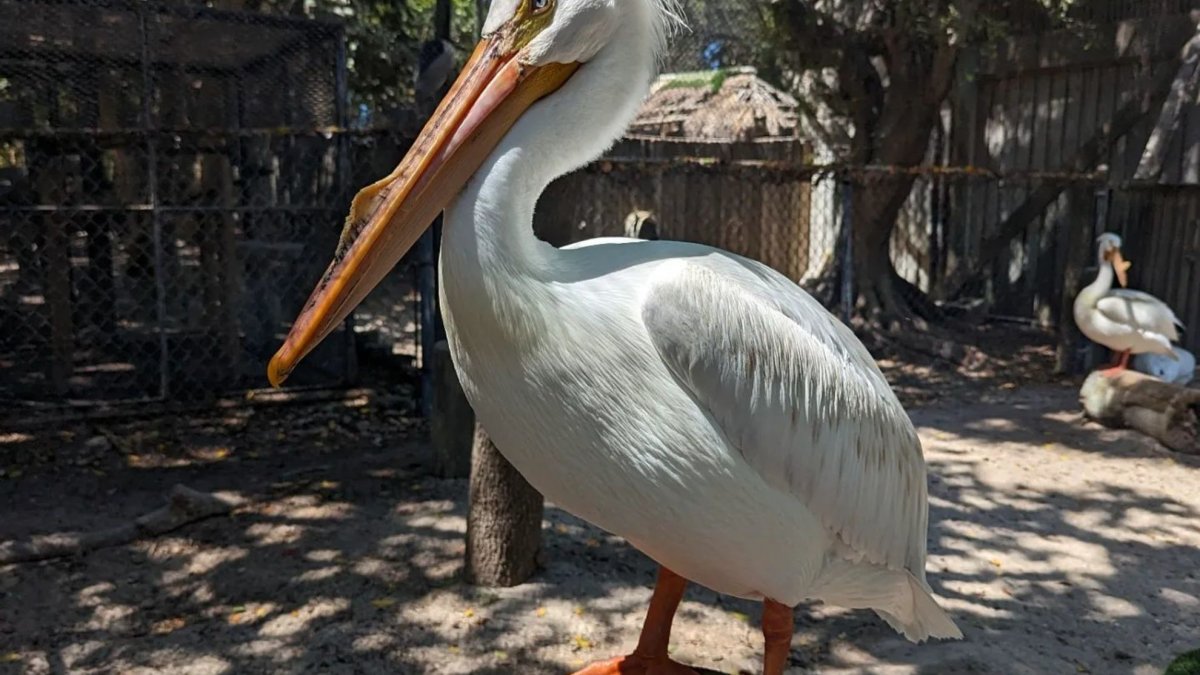 Ollie the American White Pelican