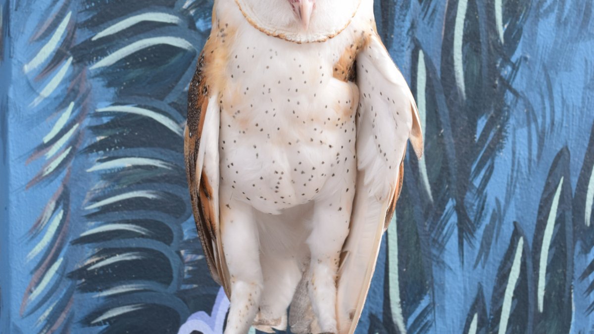 Cypress the Barn Owl