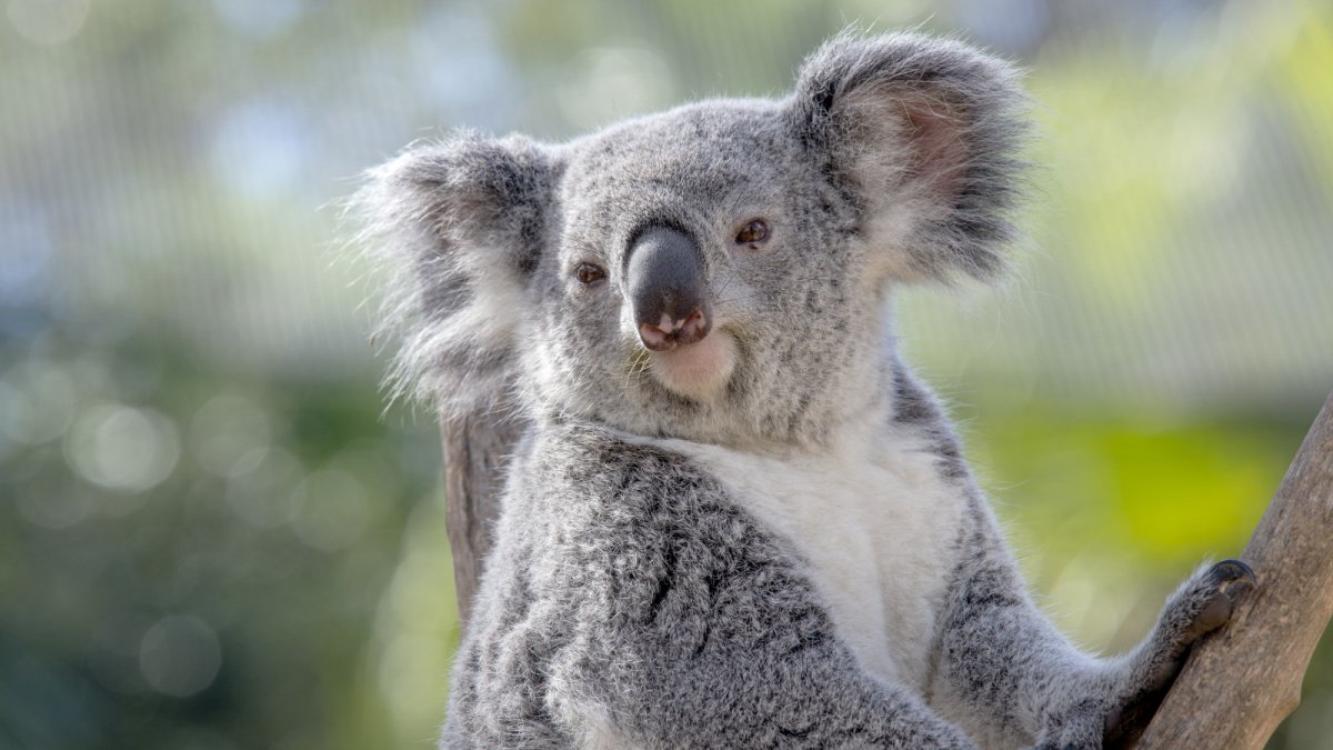 ZooTampa Koala