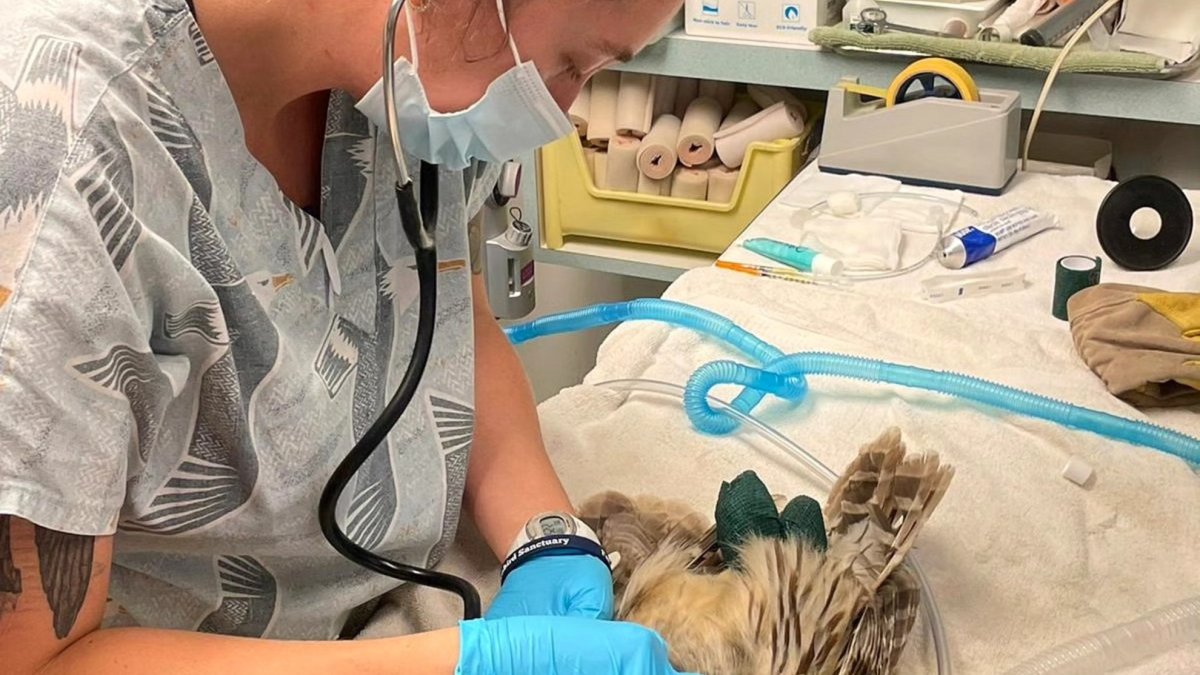 Dr. Marie L. Farr Avian Hospital