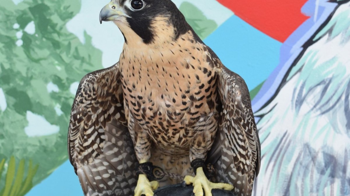 Phantom the Peregrine Falcon