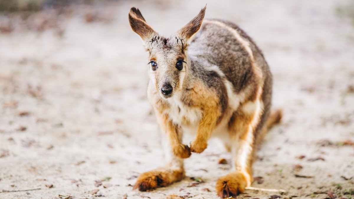 ZooTampa Wallaby