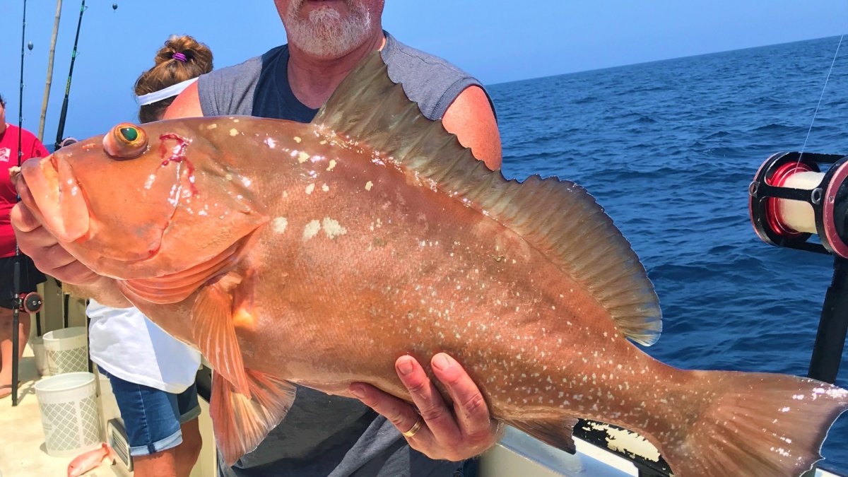 Red Grouper