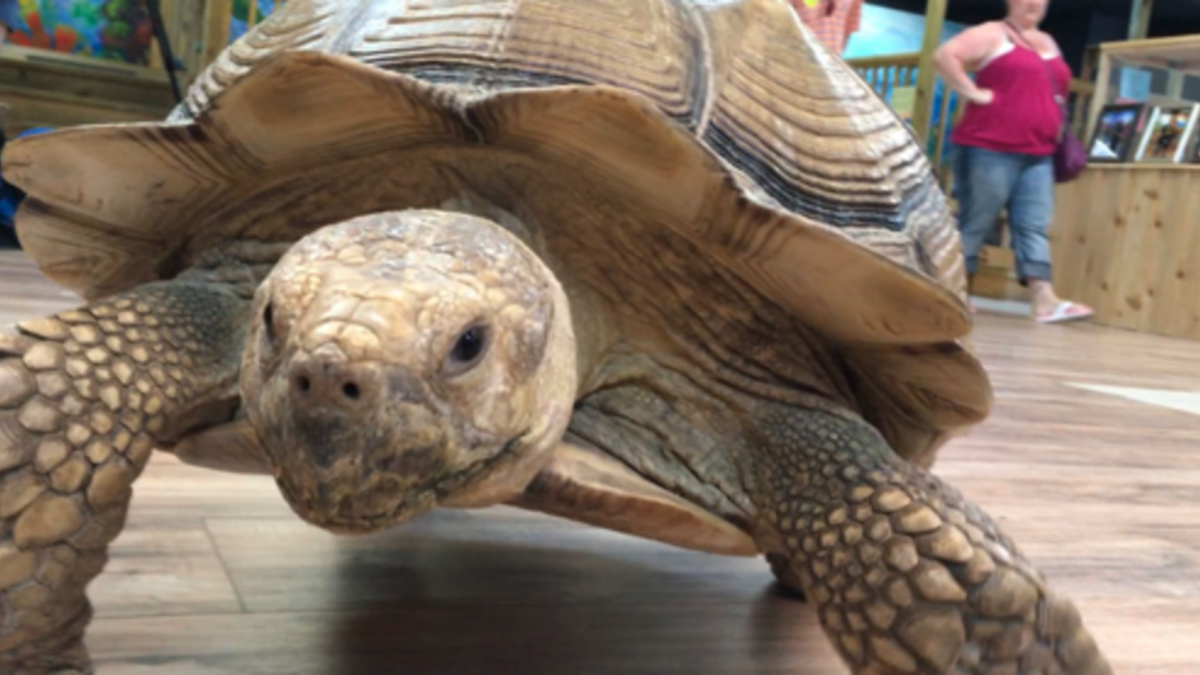 New Wildlife Discovery Center 3