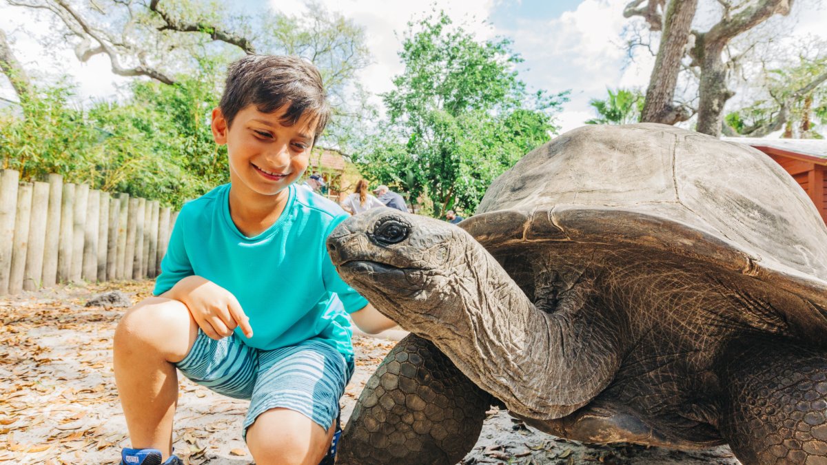 ZooTampa Tortoise