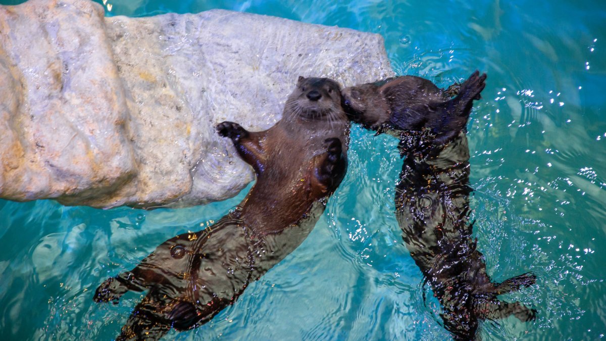 Clearwater Marine Aquarium 6