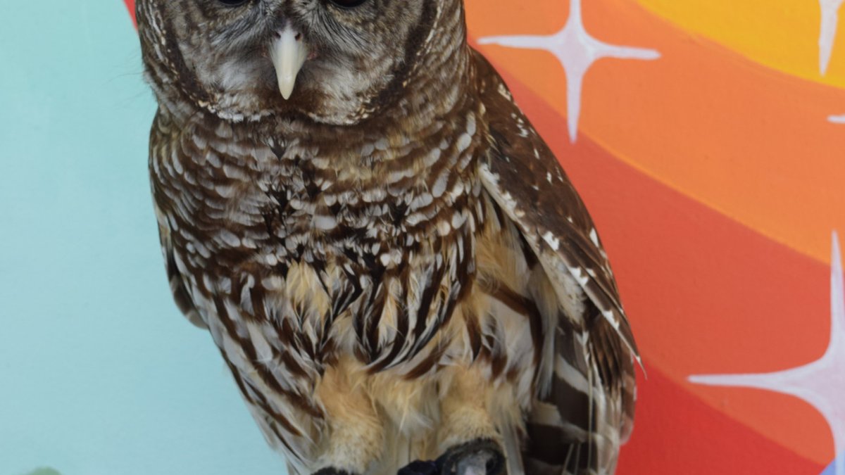 Owl Pacino "Chino" the Barred Owl