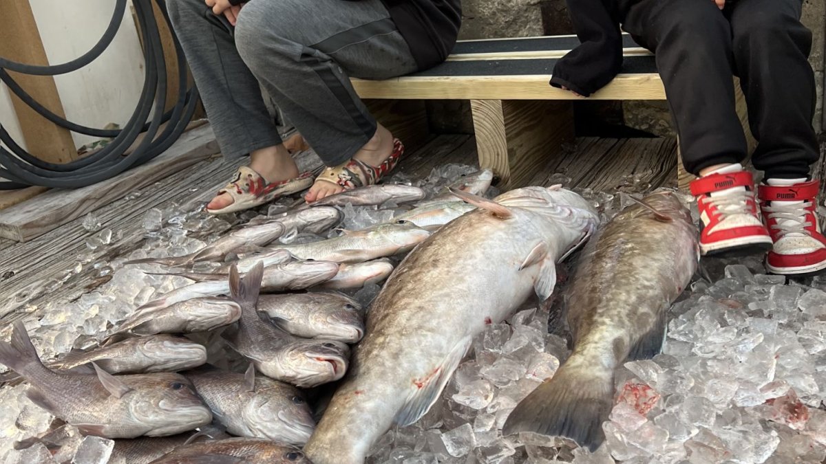 Big Angler Lots of Fish
