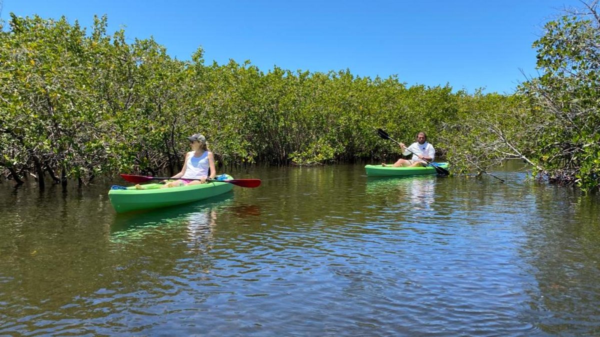 River Wild Kayaking Visit St Petersburg Clearwater Florida