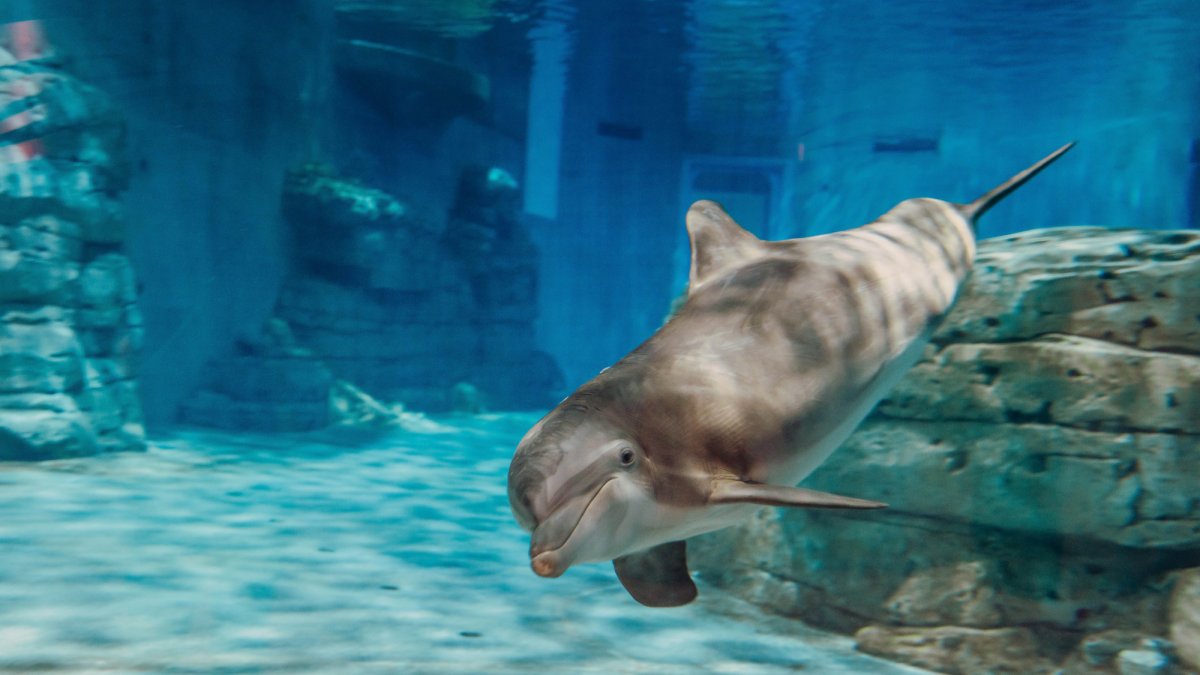 Clearwater Marine Aquarium 5