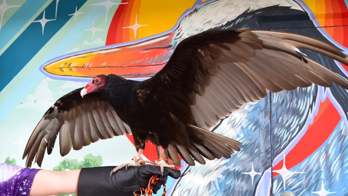 Lars the Turkey Vulture